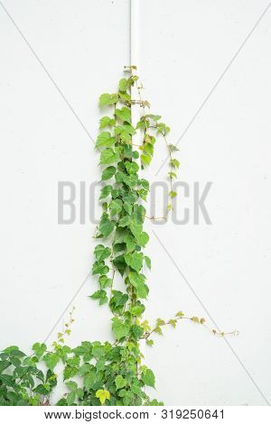 green ivy isolated on a white background.