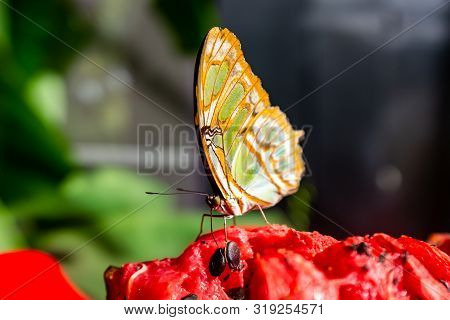 Orange And Green Butterfly (siproeta Stelenes) Standing On A Watermelon Foraging In A Butterfly Farm