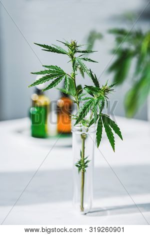 Cannabis Leaf And Bush In Vitro. Cannabis Cultivation Concept For Oil, Medical Purposes.
