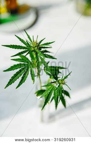 Cannabis Leaf And Bush In Vitro. Cannabis Cultivation Concept For Oil, Medical Purposes.