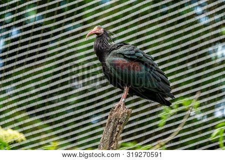 Northern Bald Ibis, Geronticus Eremita In The Zoo