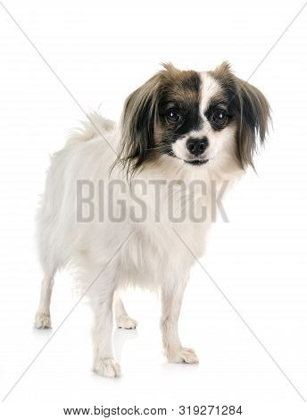 Phalene Papillon Dog In Front Of White Background