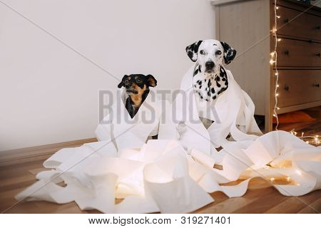 Two Dogs Made A Mess Of Paper
