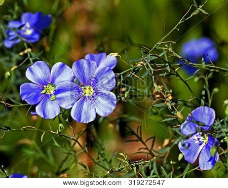 Bright Blue Flowers Of The Flax, With The Latin Name Linum Perenne In The Garden