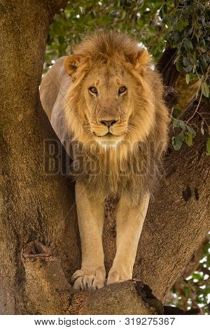 Male Lion Stands In Tree Facing Camera