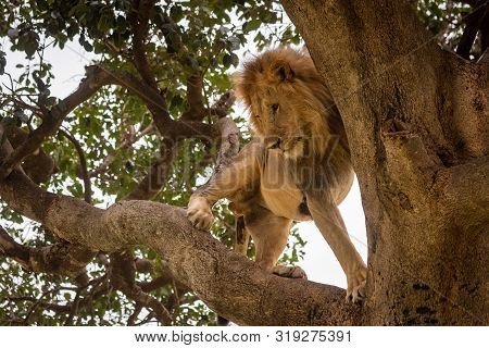 Male Lion Stands In Tree Looking Down