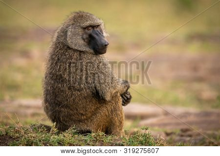 Olive Baboon Sits On Grass Eyeing Camera