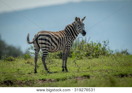 Plains Zebra Stands On Horizon Eyeing Camera