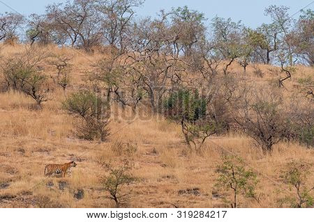 Wild Male Tiger Of Ranthambore On Stroll For Territory Marking. Landscape And Habitat Of A Wild Male