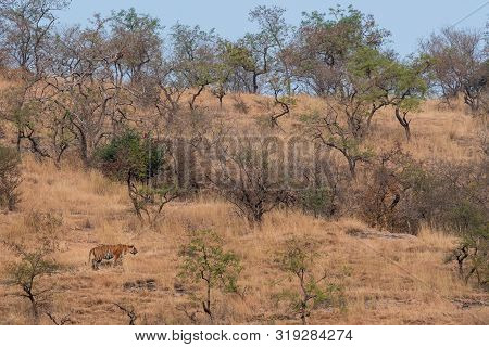 Wild Male Tiger Of Ranthambore On Stroll For Territory Marking. Landscape And Habitat Of A Wild Male