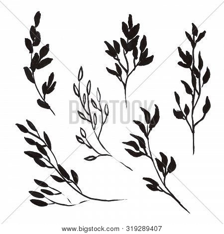 Set Of Ink Drawing Wild Plants,  Monochrome Artistic Botanical Illustration, Isolated Flon White Han