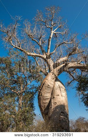 Baobab Amoureux, Two Baobabs In Love, Madagascar