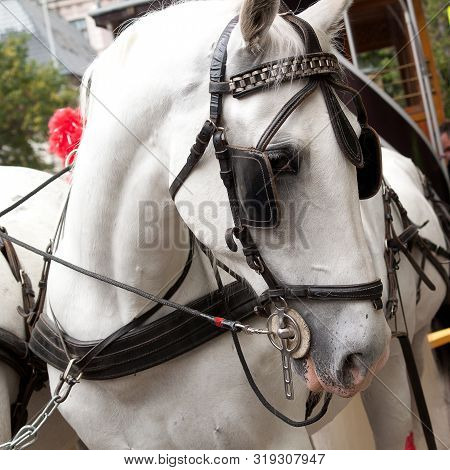 Beautiful White Horse Harnessed With Blinders For Trips Around The Festive City