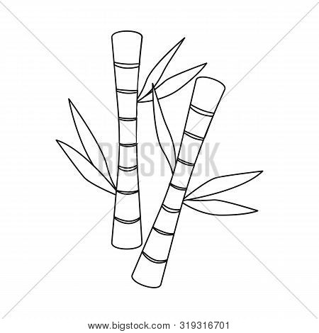 Vector Illustration Of Bamboo And Green Logo. Set Of Bamboo And Botanical Vector Icon For Stock.