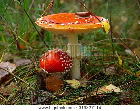 An Autumn Forest With Mushrooms. Fly-agaric (amanita) With The Leaf On The Pileus (hat). Fabulous (f