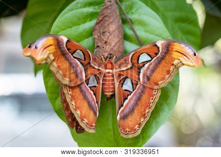 The Atlas Moth (attacus Atlas).