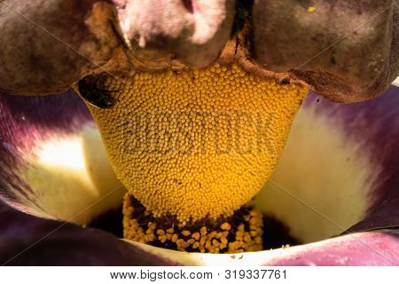 Titan Arum