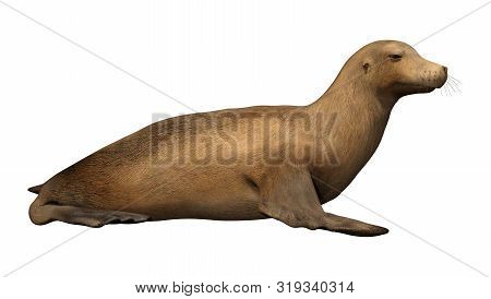 3D Rendering Harbor Seal On White