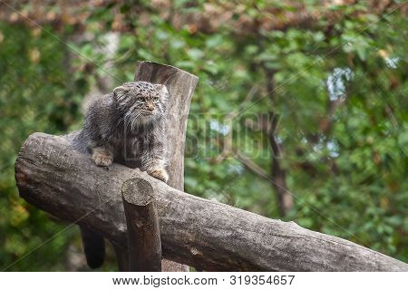 Pallas Cat (otocolobus Manul). Manul Is Living In The Grasslands And Montane Steppes Of Central Asia
