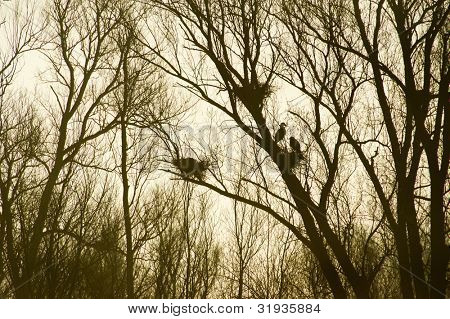 Heronry ในต้นไม้ในธรรมชาติกับแสงไฟในช่วงเช้า