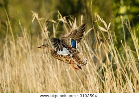 Létající ženské kachna v nizozemských Biesbosch příroda