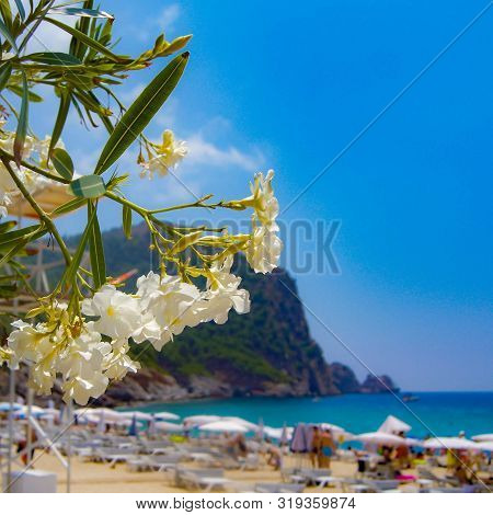 Veiw Of The Mediterranean Sea And Green Mountain Of Kleopatra Beach With White Umbrellas And Sunbeds