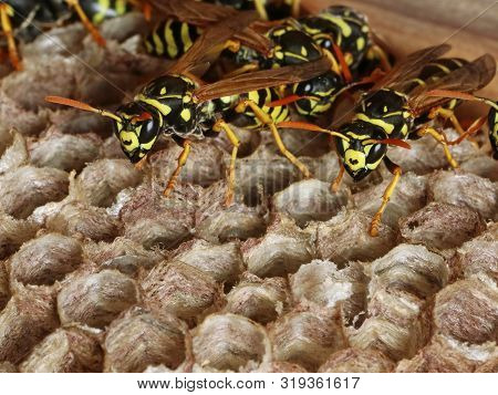 Close Up Of Wasp Nest With Copy Space