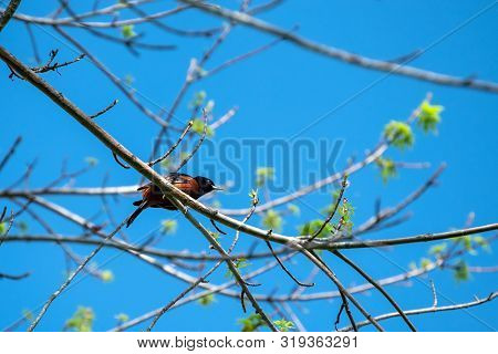 A Young Grackle Rests On A Tree Branch Against A Pretty Blue Sky In Oklahoma. Bokeh.