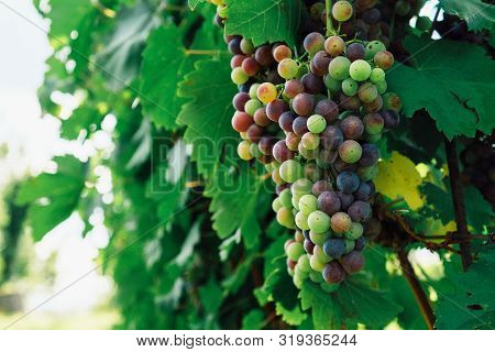 Bunch Of Grapes Growing In Vineyards, Green Leaves Background. Copy Space. Grape Harvest.