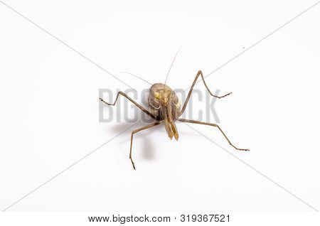 Wandering Violin Mantis, Gongylus Gongylodes, In Front Of White Background
