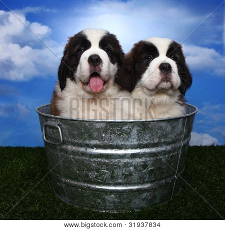 สายอเมริกัน Saint Bernard Pups