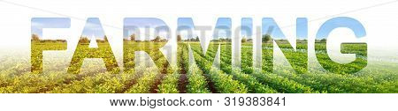 The Word Farming On The Background Of Plantation Of Eggplant Bushes. Agroindustry. Government Suppor