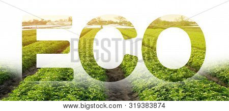 Eco Inscription Word On The Background Of Green Bushes Potato Plantation Rows Field. Landscape Agric