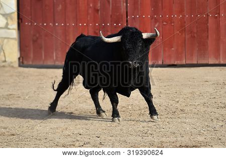Big Black Bull In Spanish Bullring With  Big Horns