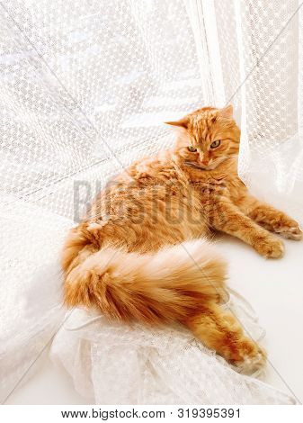 Cute Ginger Cat Lying On Window Sill With Tulle Curtain. Fluffy Pet Is Staring With Curiosity. Sunny