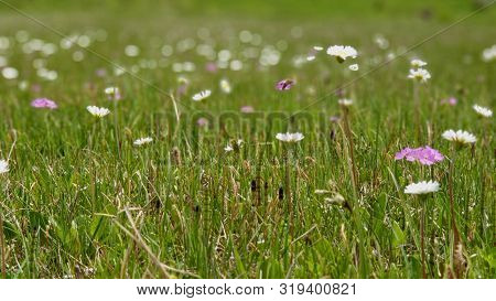 Endangered Bogland In The Swiss Alpes With Bokeh Effect