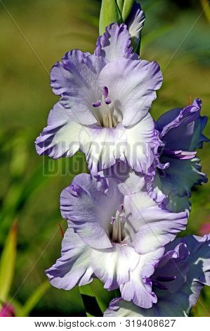 Light Lilac Gladiolus In The Garden On A Blurred Natural Background