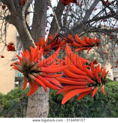 Beautiful Red Flowers Of Exotic Erythrina Tree, Or Coral Tree