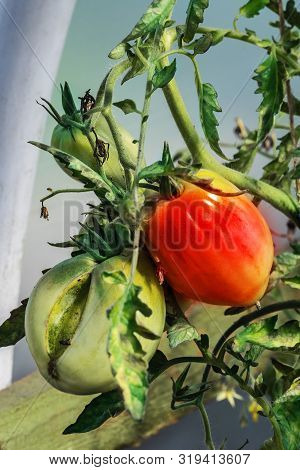 Branch Of Unriped  Oxheart Tomatoes. Close Up.
