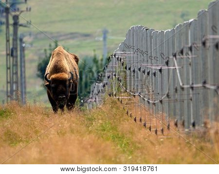 small herd of European bison (Bison bonasus), also known as Wisent or the European wood bison grazing