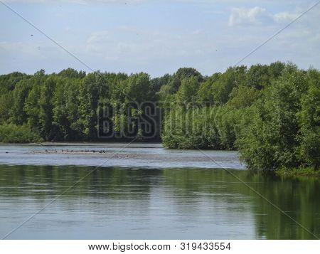 Riverbank With Green Trees. Ulba River In Summer With Green Trees On The Banks. Dense Forest. Green 