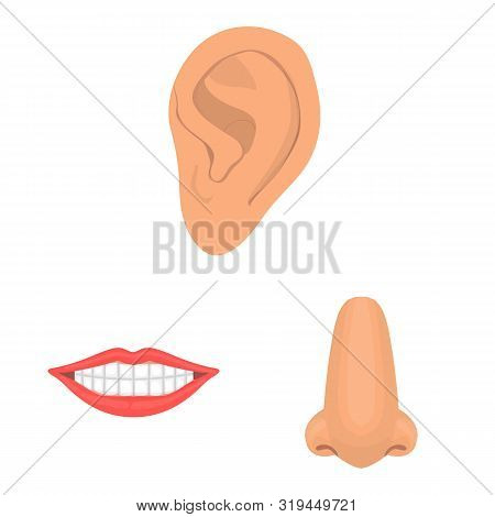 Vector Illustration Of Body And Part Icon. Set Of Body And Anatomy Stock Symbol For Web.