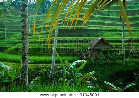 Rizs nagy a Bali, Indonézia.