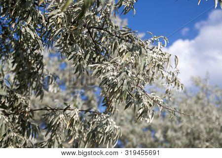 Elaeagnus Angustifolia (commonly Called Russian Olive, Silver Berry, Oleaster, Persian Olive, Or Wil