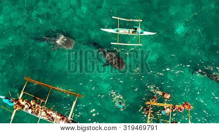 People Snorkeling And And Watch Whale Sharks From Above. Oslob, A Famous Spot For Whale Shark Watchi