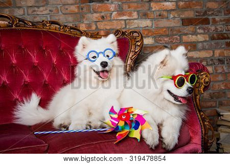 Funny White Samoyed Dogs Puppies On The Red Luxury Couch