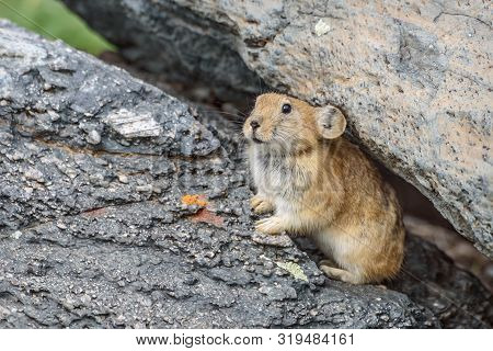 Cute Little Fluffy Pika (ochotona) Sits On Stones Near A Burrow Closeup. Altai, Russia