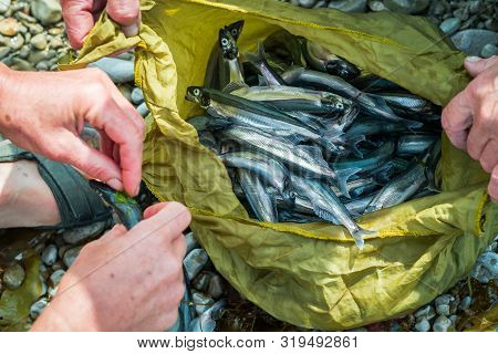 Caplin (mallotus Villosus), Picking Several Small Fishes In Yellow Bag