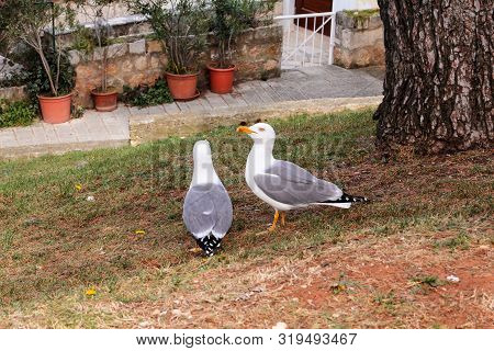 Couple Of Seagulls. White Birds Seagulls Standing On The Grass And Rest With A Beautiful Natural Env