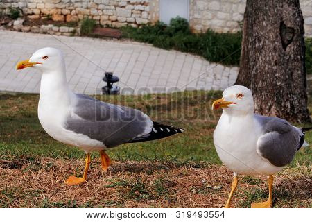 Couple Of Seagulls. White Birds Seagulls Standing On The Grass And Rest With A Beautiful Natural Env